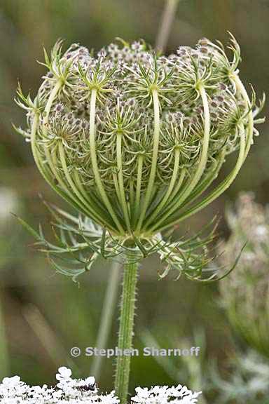 daucus carota 3 graphic